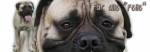 Spardose Bullmastiff